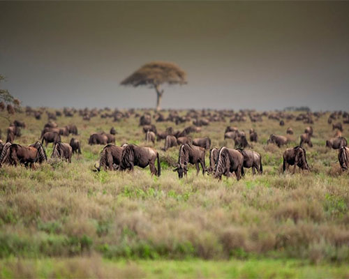 12 Days Serengeti Wildebeest Migration